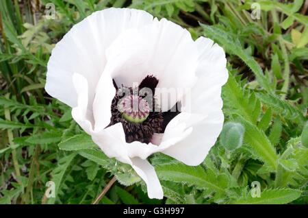 Papaver orientale Royal Wedding ornamentale bianco papavero Semi di papavero Foto Stock