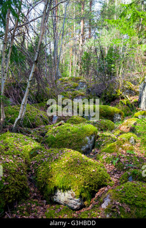 Rocce di muschio in una foresta svedese Foto Stock