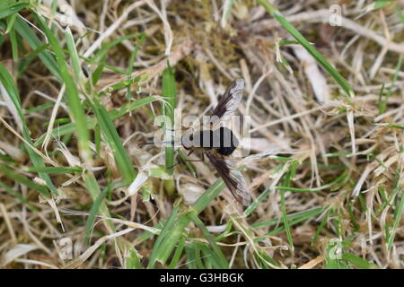 Angolo di Alta Vista Bombylius Major sull'erba Foto Stock