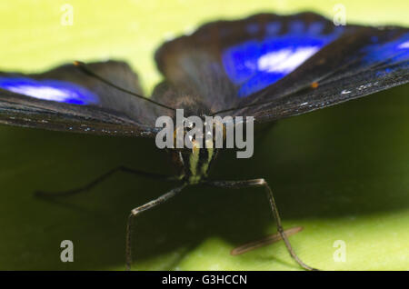 Hypolimnas bolina farfalla posata su una foglia Foto Stock