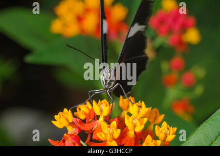 Hewitsoni Heliconius farfalla posata su piccoli fiori Foto Stock