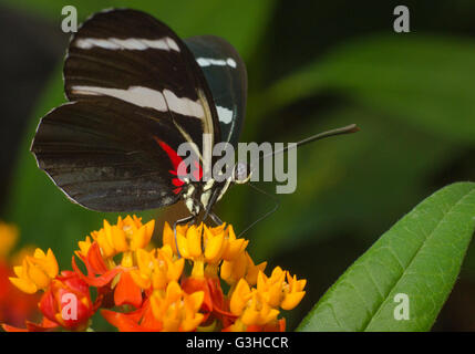 Hewitsoni Heliconius farfalla posata su piccoli fiori Foto Stock