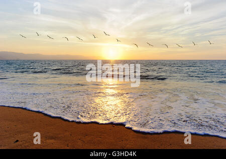 Ocean sunset uccelli uno stormo di uccelli in volo verso il luminoso sole pacifica sull'oceano orizzonte. Foto Stock