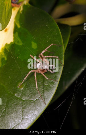 Aureolus Philodromus - maschio in esecuzione il ragno granchio. Foto Stock