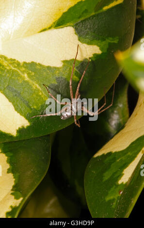 Aureolus Philodromus - maschio in esecuzione il ragno granchio. Foto Stock