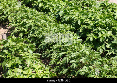 Le piante di patata in fiore in un riparto. In piena crescita. Foto Stock