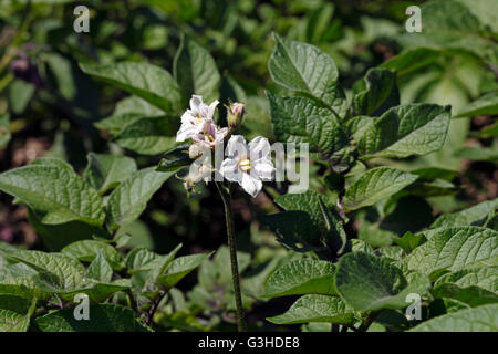 Le piante di patata in fiore in un riparto. In piena crescita. Foto Stock