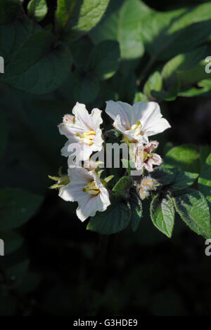 Le piante di patata in fiore in un riparto. In piena crescita. Foto Stock