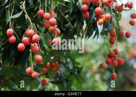 Il Lychee (Litchi chinensis) la frutta di origine tropicale e subtropicale nativa per la Cina Foto Stock