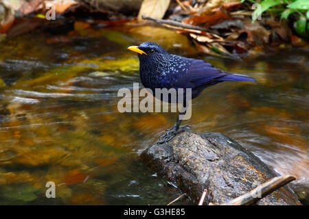 Sibilo blu tordo (Myophonus caeruleus eugenei) trovata nel subcontinente indiano e del sud-est asiatico Foto Stock