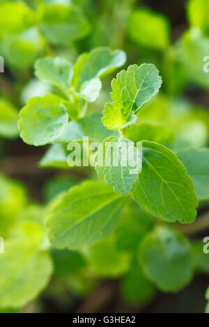 La Stevia pianta ; il nativo di piante arbustive del Sud America che utilizzano come una risorsa di dolcificante in alimenti, bevande e medicina Foto Stock