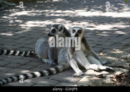 Una coppia di lemuri sat in ombra sul cammino del loro involucro allo zoo Foto Stock