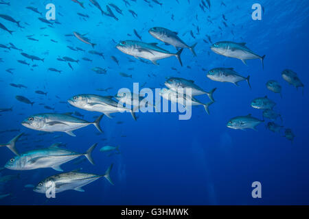 Vista subacquea della scuola di uno eyed martinetti (Caranx sexfasciatus), San Benedicto, Colima, Messico Foto Stock