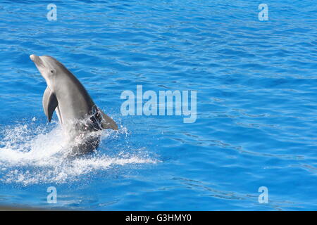 Dolphin esecuzione in una mostra presso l'acquario Foto Stock