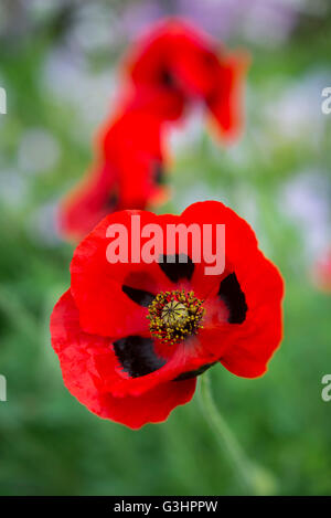 Close up di un Papaver "coccinella' fiore morbido con sfondo verde. Foto Stock