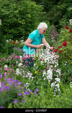 Una matura signora sta ammirando un paese di lingua inglese giardino all'inizio dell'estate. Essa contiene una tazza di tè. Foto Stock