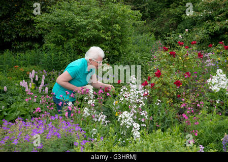 Una matura signora tenendo una tazza di tè passeggiate intorno a un giardino in estate. Lei sta ammirando i fiori. Foto Stock