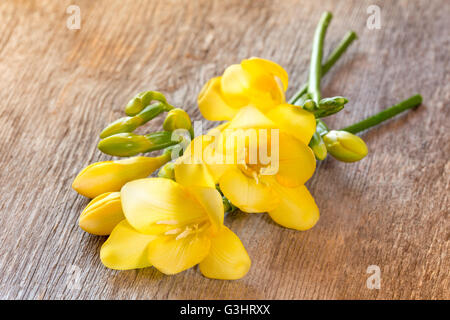 Giallo fresia fiori sul vecchio sfondo di legno. Foto Stock