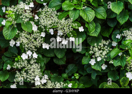 Hydrangea anomala petiolaris Foto Stock