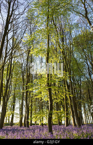 Faggio in legno bluebell, 'Badbury ammassarsi', 'Badbury Hill', Oxfordshire, England, Regno Unito Foto Stock