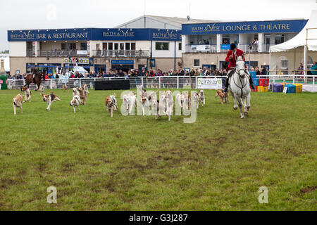 The Blackmore & Sparkford vale Foxhounds al Royal Bath and West Show, Shepton Mallet, Somerset, Inghilterra, Regno Unito Foto Stock