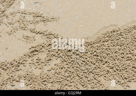 Closeup bolla sabbia granchi sulla spiaggia Foto Stock