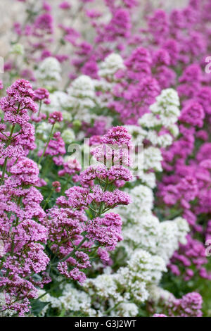 Primo piano di bianco e rosa Centranthus ruber fioritura in un giardino britannico Foto Stock