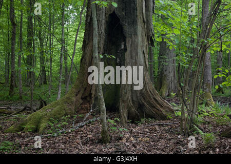 Vecchia Quercia quasi morto ancora in piedi contro il giovane carpino supporto,Bialowieza Forest,Polonia,l'Europa Foto Stock