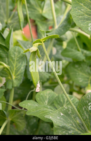 Piselli verdi in fiore nel giardino vegetale Foto Stock