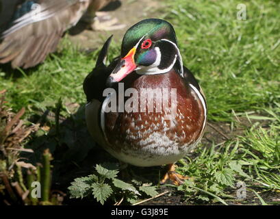 Maschio di North American Wood o anatra anatra Carolina (Aix sponsa) in posa sulla riva Foto Stock