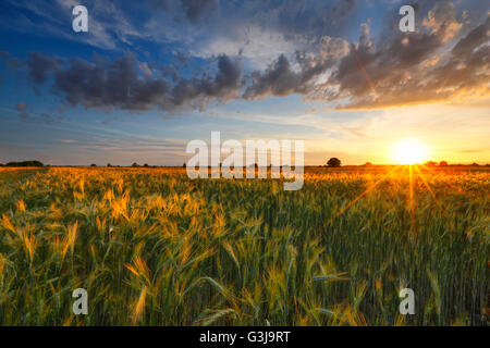 Campo di grano al tramonto e nuvole Foto Stock