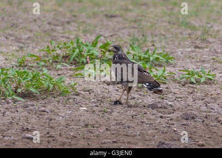 I capretti Common Black Hawk, (Buteogallus anthracinus), foraggio per il gambero di fiume a Bosque del Apache National Wildlife Refuge, NM Foto Stock