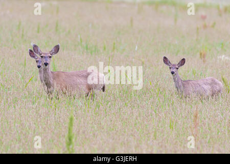 Rocky Mountain mulo cervo (Odocoileus hemionus hemionus), e adolescenti. Bosque del Apache National Wildlife Refuge, NM Foto Stock