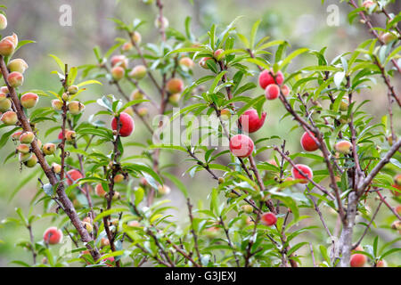 Pesche (Prunus persica) frutti sulla struttura ad albero Foto Stock