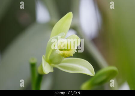 Fiore di vaniglia (Vanilla planifolia) è un membro di vaniglia orchid. La risorsa di aroma vaniglia. Foto Stock