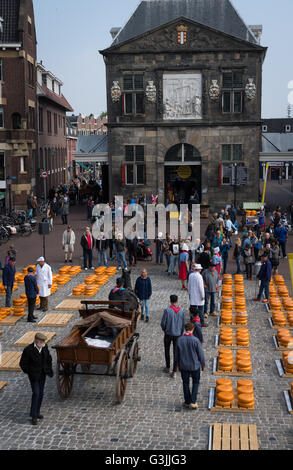 Il venerdì il mercato dei formaggi in Gouda, Paesi Bassi Foto Stock