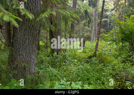 Look estivo di ripariale naturale stand dopo la pioggia, foresta di Bialowieza, Polonia, Europa Foto Stock