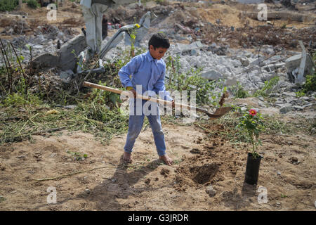 La striscia di Gaza, la striscia di Gaza. 24 Mar, 2016. Bambini palestinesi stanno piantando rose e fiori durante un rally impegnativo per ricostruire le loro case che sono state distrutte durante la guerra 2014 nel quartiere Shejaiya. © Mohammed Al Hajjar/RoverImages/Pacific Press/Alamy Live News Foto Stock