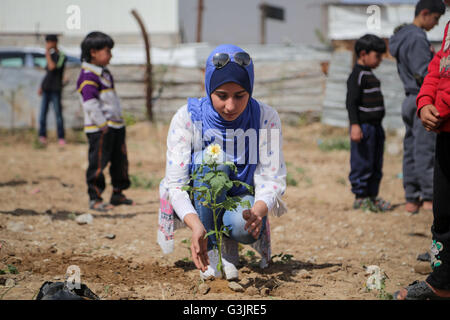 La striscia di Gaza, la striscia di Gaza. 24 Mar, 2016. Bambini palestinesi stanno piantando rose e fiori durante un rally impegnativo per ricostruire le loro case che sono state distrutte durante la guerra 2014 nel quartiere Shejaiya. © Mohammed Al Hajjar/RoverImages/Pacific Press/Alamy Live News Foto Stock