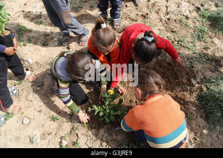 La striscia di Gaza, la striscia di Gaza. 24 Mar, 2016. Bambini palestinesi stanno piantando rose e fiori durante un rally impegnativo per ricostruire le loro case che sono state distrutte durante la guerra 2014 nel quartiere Shejaiya. © Mohammed Al Hajjar/RoverImages/Pacific Press/Alamy Live News Foto Stock