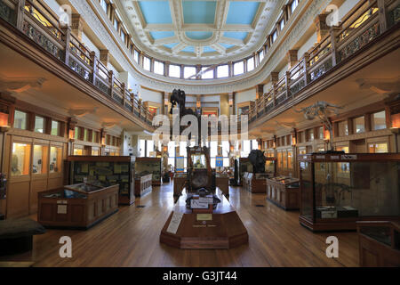 La vista interna Redpath Museum di McGill University. Montreal, Quebec, Canada Foto Stock