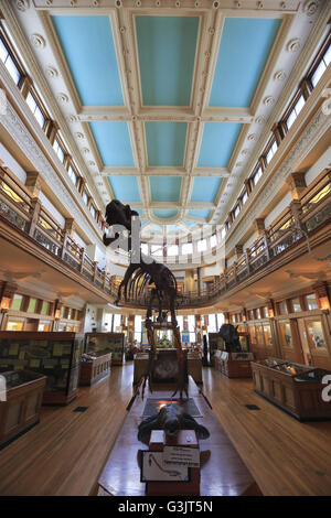 La vista interna Redpath Museum di McGill University. Montreal, Quebec, Canada Foto Stock