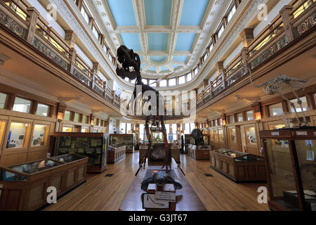 La vista interna Redpath Museum di McGill University. Montreal, Quebec, Canada Foto Stock