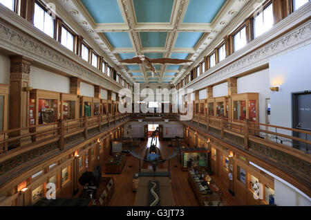 La sala espositiva del museo Redpath in McGill University. Montreal. Quebec. Canada Foto Stock