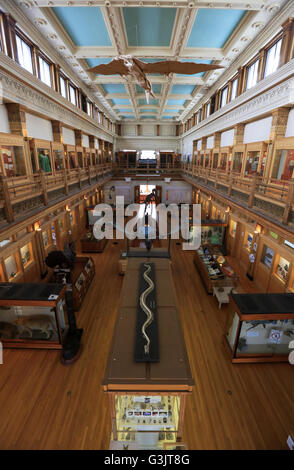 La sala espositiva del museo Redpath in McGill University. Montreal. Quebec. Canada Foto Stock