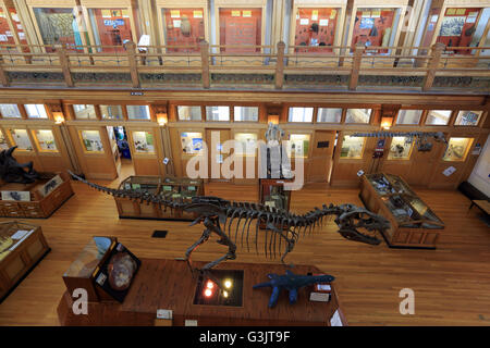 La vista interna Redpath Museum di McGill University. Montreal, Quebec, Canada Foto Stock