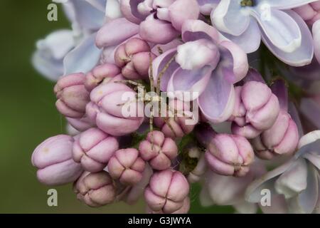 Piccola spider e la fioritura di colore rosa lilla comune(Syringa vulgaris) closeup Foto Stock