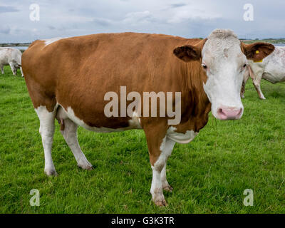 Il pascolo di bestiame a Dungeness, Romney Marsh Foto Stock