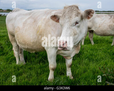 Vacca bianca pascolo a pascolo a Dungeness, Romney Marsh Foto Stock