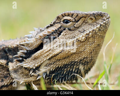 Orientale Drago barbuto - Pogona barbata Foto Stock